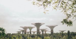 Explore the majestic Supertree Grove at Gardens by the Bay, a must-visit in Singapore.
